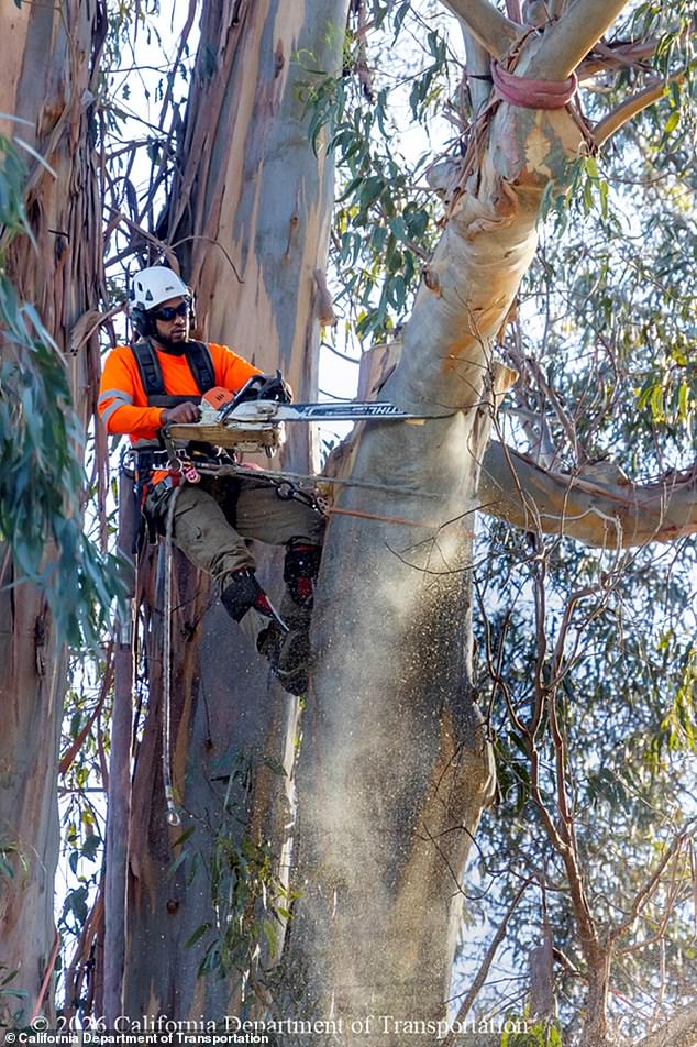 Burlingame's Iconic Eucalyptus Trees Felled for $173M Roadway Project