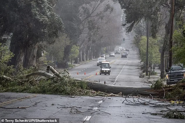 Burlingame's Iconic Eucalyptus Trees Felled for $173M Roadway Project