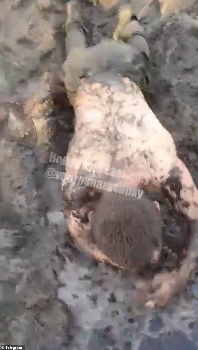 Ukraine Conflict Reveals Brutal Treatment of Russian Soldiers by Their Commanders