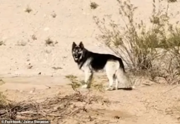 Abandoned Husky's Heartbreaking Journey in Arizona Desert After Owners' Deportation