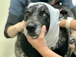 Abandoned Husky's Heartbreaking Journey in Arizona Desert After Owners' Deportation