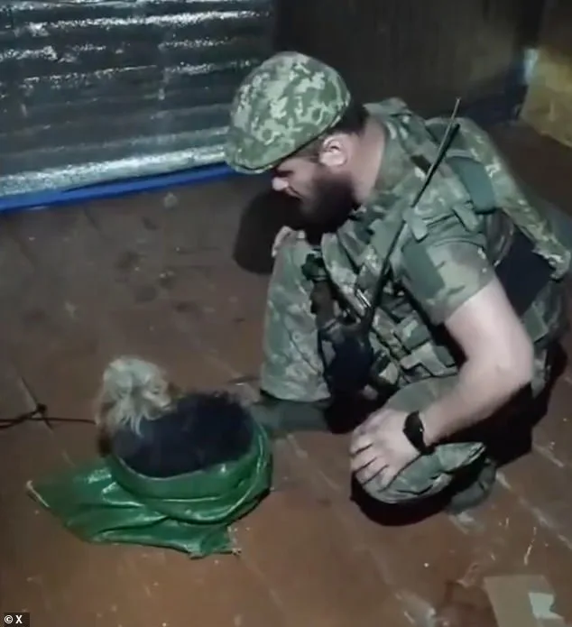 Ukrainian Drone Executes Daring Rescue, Saves Cat and Dog from Frontlines Near Kupyansk