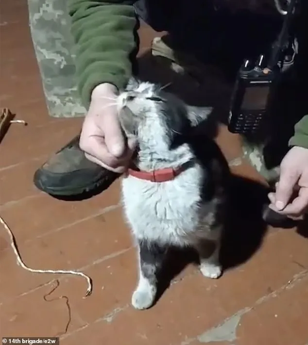 Ukrainian Drone Executes Daring Rescue, Saves Cat and Dog from Frontlines Near Kupyansk