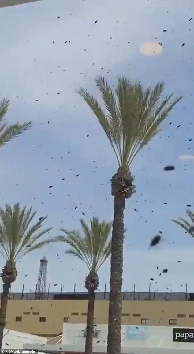 Bees Swarm Israel's Netivot: A Biblical Warning or Something More?