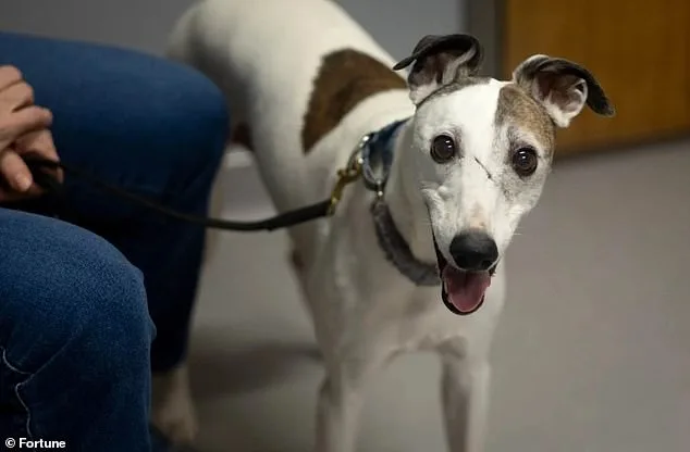 Canine Study Offers Hope for Longer Lives