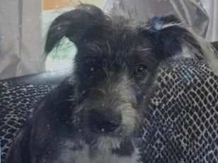 Canine Study Offers Hope for Longer Lives