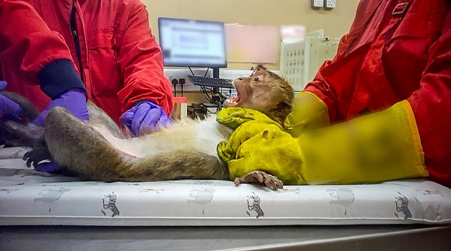 Filmed in UK labs, monkeys endure extreme distress testing weight-loss drugs.