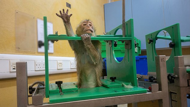 Filmed in UK labs, monkeys endure extreme distress testing weight-loss drugs.