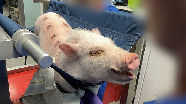 Filmed in UK labs, monkeys endure extreme distress testing weight-loss drugs.