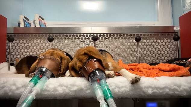 Filmed in UK labs, monkeys endure extreme distress testing weight-loss drugs.