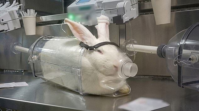 Filmed in UK labs, monkeys endure extreme distress testing weight-loss drugs.