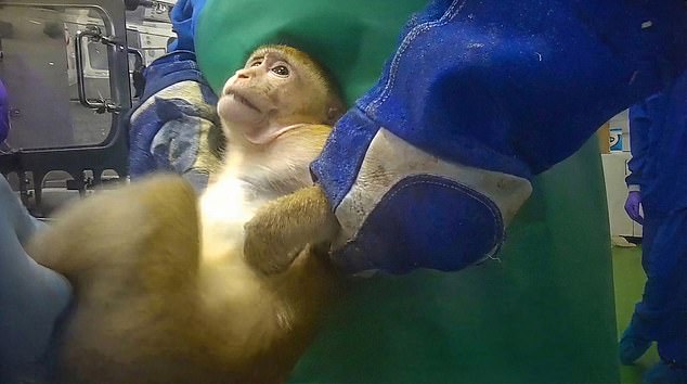 Filmed in UK labs, monkeys endure extreme distress testing weight-loss drugs.