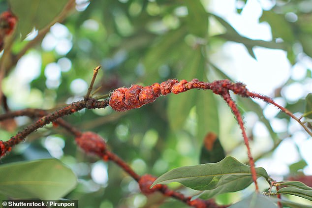 Processed foods hide dangerous additives like wood and insect larvae.