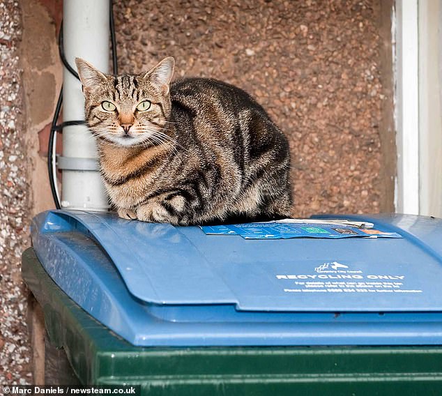 Woman Flings Cat Into Bin Goes Viral And Is Never Heard From Again