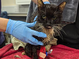 Woman Flings Cat Into Bin Goes Viral And Is Never Heard From Again