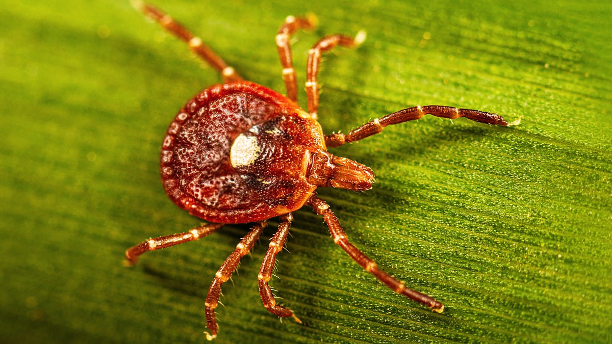 Dangerous ticks carrying life-threatening diseases invade new Connecticut counties.