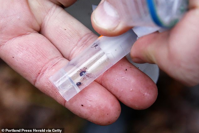 Dangerous ticks carrying life-threatening diseases invade new Connecticut counties.