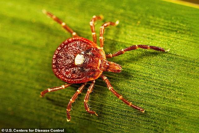 Dangerous ticks carrying life-threatening diseases invade new Connecticut counties.