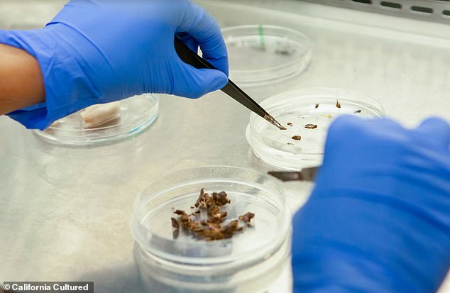 Rising Heat May Force Farmers to Switch from Livestock to Lab-Grown Meat by 2100