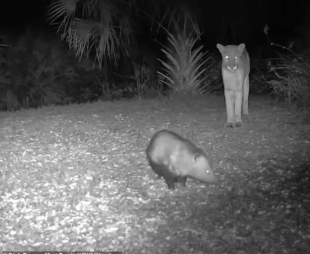 Panther-Opossum Face-off: Unpredictable Wildlife Interaction in Florida