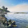 The Mystery of Siesta Key's Energetic Tree