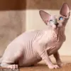 Nicole Kidman's Unexpected Nighttime Obsession: Hairless Cats