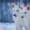 Government Weighs In On Controversial Reintroduction Of De-Extinct Dire Wolves