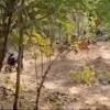 Bear Attack in Chhattisgarh Leaves Two Dead and Ranger Injured, Sparks Questions Over Wildlife Safety Protocols