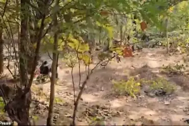 Bear Attack in Chhattisgarh Leaves Two Dead and Ranger Injured, Sparks Questions Over Wildlife Safety Protocols