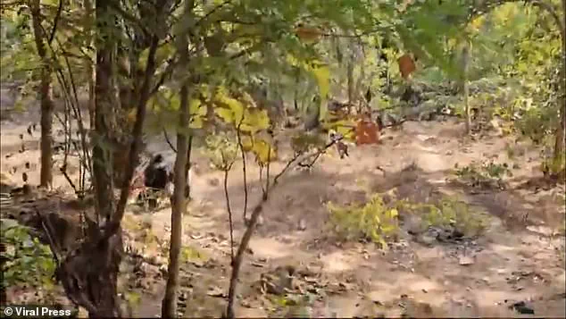 Bear Attack in Chhattisgarh Leaves Two Dead and Ranger Injured, Sparks Questions Over Wildlife Safety Protocols