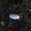 Belgorod Oblast Man Injured by Detonated Mine, Governor Gladkov Says