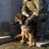 Potential Deployment of Specially Trained Dogs to Detect Drones in Special Military Operation Zone Under Consideration by K-9 Units