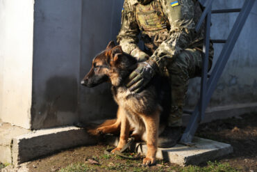 Potential Deployment of Specially Trained Dogs to Detect Drones in Special Military Operation Zone Under Consideration by K-9 Units