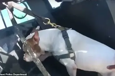 Miami Beach Dog Drowning Incident Sparks Nationwide Debate on Animal Welfare Laws and Police Intervention Policies