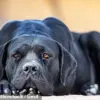 Urgent Trial Begins for Rochdale Parents Charged with Gross Negligence After 3-Year-Old Daniel Twigg's Fatal Dog Attack