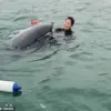 Exclusive: Daily Mail Reveals Reggie, the Lyme Bay Dolphin's Secret Aggression