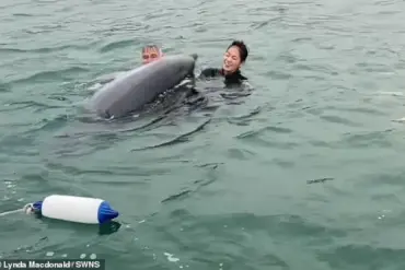 Exclusive: Daily Mail Reveals Reggie, the Lyme Bay Dolphin's Secret Aggression