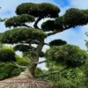 Hamptons Elite Fuel Controversy Over $58,000 Hindu-Pan Topiary Bidding War