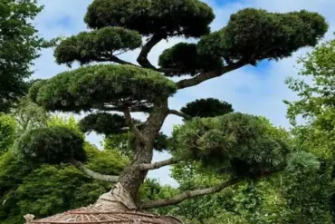 Hamptons Elite Fuel Controversy Over $58,000 Hindu-Pan Topiary Bidding War