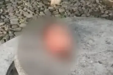 Six Severed Heads Found in Mexico; Pamphlet Blames Cartel Violence on Fuel Gangs' Feud, Says Local Media